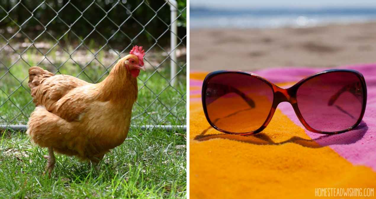 How Do You Take a Vacation When You Have Chickens