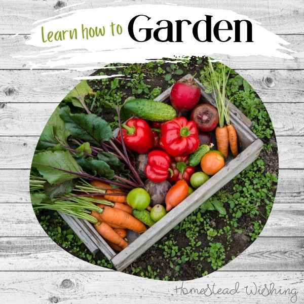 Homesteading topic - gardening