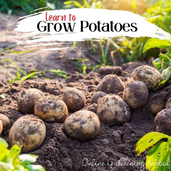 Learn to grow potatoes
