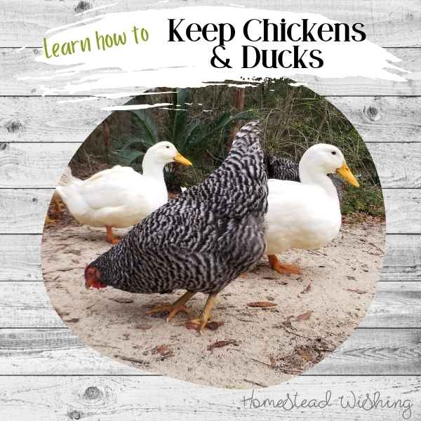 Homesteading topic | chickens, ducks